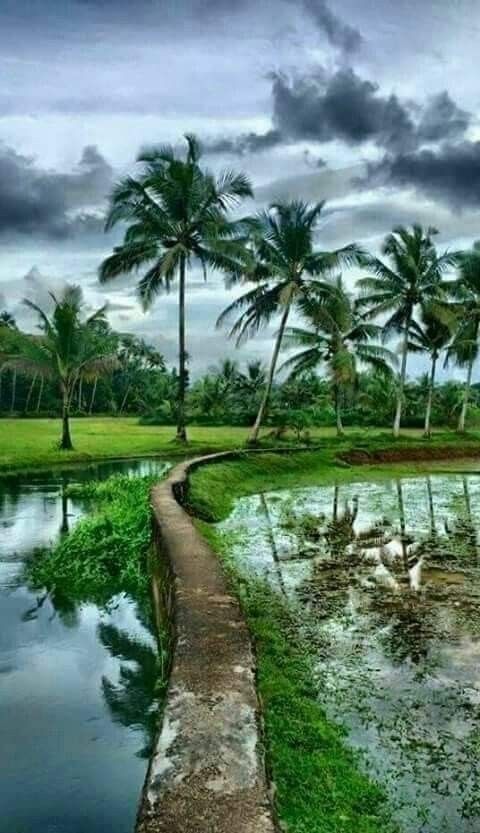 Nature Heals and Inspires